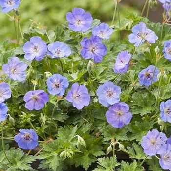 Geranium 'Azure Rush®' 