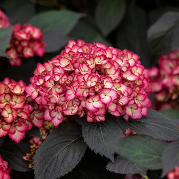 Hydrangea macrophylla 'Eclipse®'