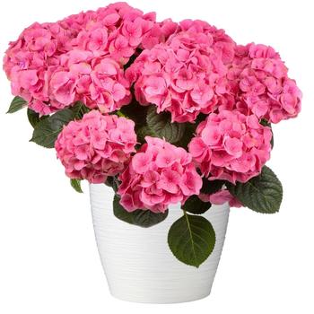 Hydrangea Hi™ 'Sugar'