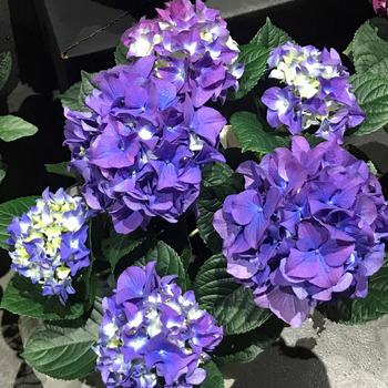 Hydrangea 'Indigo Nights™'