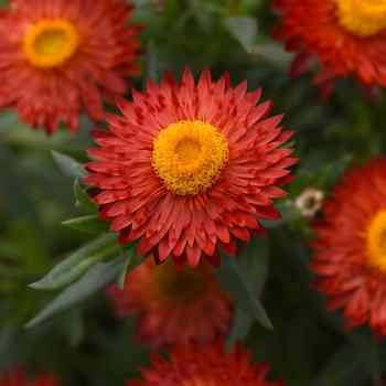 Bracteantha bracteata Mohave™ Fire Red