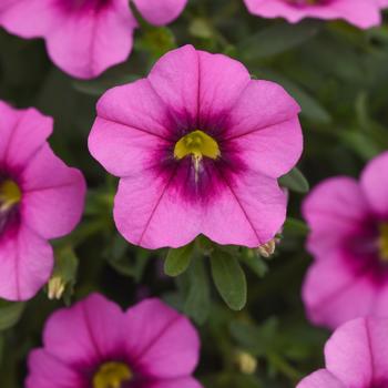 Calibrachoa 'Uno Rose Eye' 