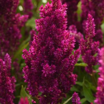 Celosia Sunday™ Purple Improved