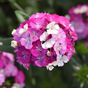 Dianthus Amazon™ 'Lavender Magic'