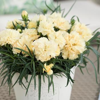 Dianthus caryophyllus