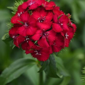 Dianthus barbatus Sweet™ Cherry