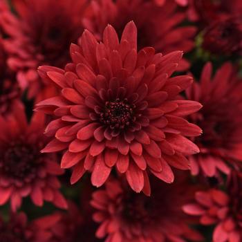 Chrysanthemum x morifolium 'Cosmic Fireball Red' 