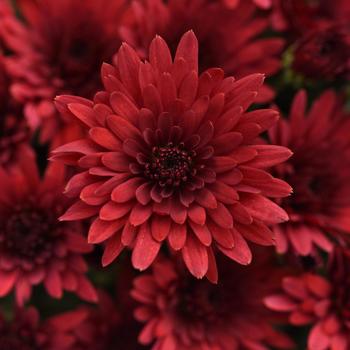 Chrysanthemum x morifolium 'Cosmic Fireball Red'