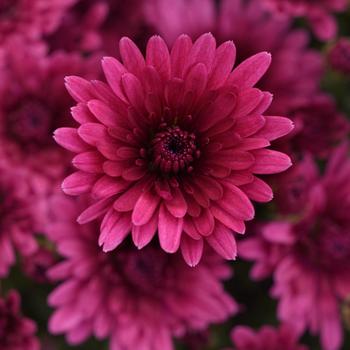 Chrysanthemum x morifolium 'Cosmic Galaxy Purple' 