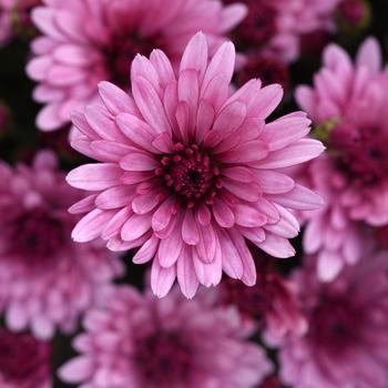 Chrysanthemum x morifolium 'Cosmic Lunar Pink'