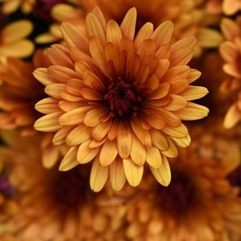 Chrysanthemum x morifolium 'Cosmic Meteor Bronze'