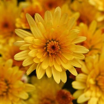 Chrysanthemum x morifolium 'Cosmic Solar Yellow'