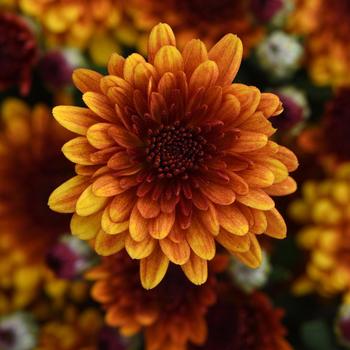 Chrysanthemum x morifolium 'Orange Helios' 