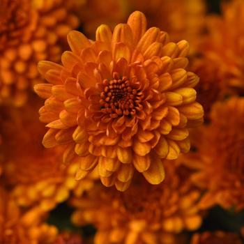 Chrysanthemum x morifolium 'Spicy Pumpkin Orange' 