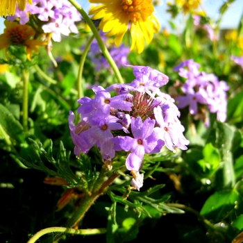 Verbena 