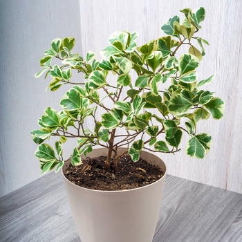 Ficus trangularis 'Variegata' 