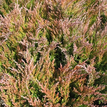 Juniperus horizontalis 'Youngstown' 