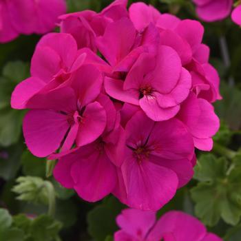 Pelargonium Marcada™ Electric Purple