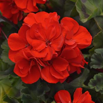 Pelargonium x hortorum Super Moon™ Compact Bright Red 