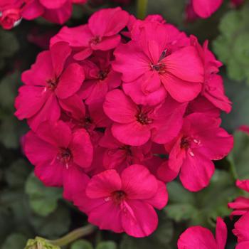 Pelargonium x hortorum 'KLEPZ22686' 