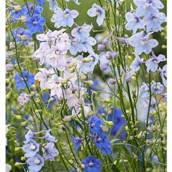 Delphinium 'Connecticut Yankees' 