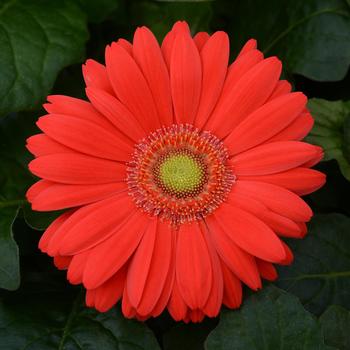 Gerbera ColorBloom™ Cherry with Light Eye