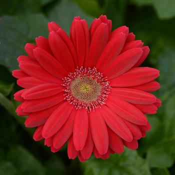 Gerbera ColorBloom™ Deep Rose Light Eye