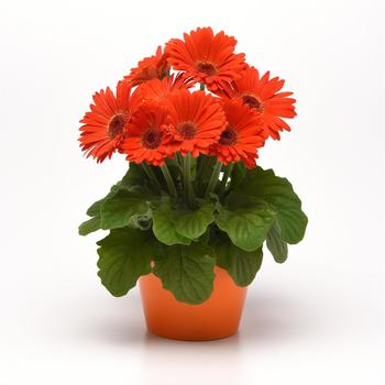 Gerbera ColorBloom™ Deep Orange with Dark Eye