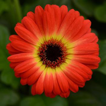 Gerbera ColorBloom™ Bicolor Orange Yellow