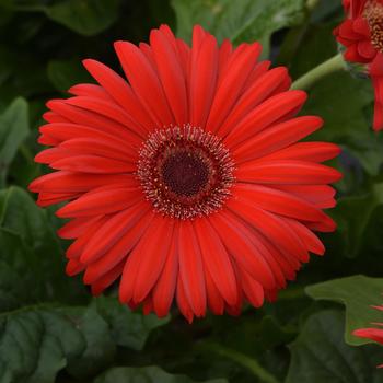 Gerbera ColorBloom™ Red with Dark Eye