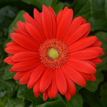 Gerbera ColorBloom™ Red with Light Eye