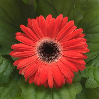 Gerbera ColorBloom™ Watermelon with Dark Eye