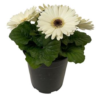 Gerbera ColorBloom™ White with Dark Eye