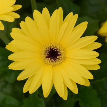 Gerbera ColorBloom™ Yellow with Dark Eye