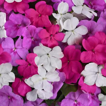 Impatiens walleriana Beacon® 'Chicago Mix'