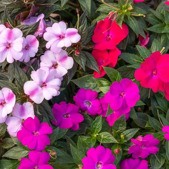 Impatiens SunPatiens® Compact Pink Beryl Mix