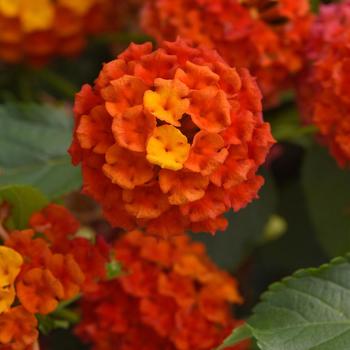 Lantana camara Shamrock™ Orange Flame Improved