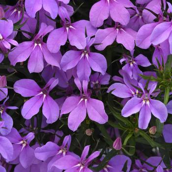 Lobelia Early Springs™ Lavender