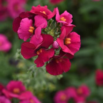 Nemesia fruticans Whimsy™ Deep Rose