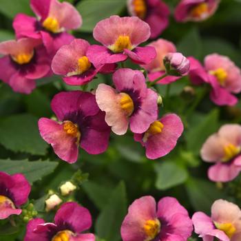 Nemesia fruticans Whimsy™ Orange Sunset