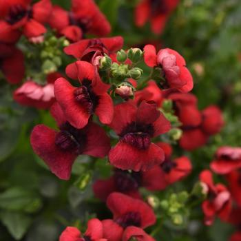 Nemesia fruticans Whimsy™ Red