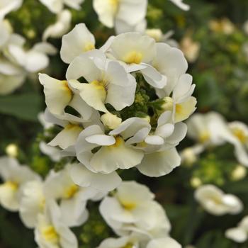 Nemesia fruticans Whimsy™ White