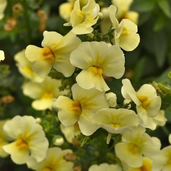 Nemesia fruticans Whimsy™ Yellow