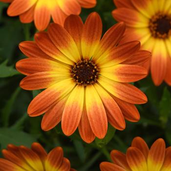 Osteospermum 