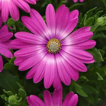 Osteospermum 