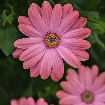 Osteospermum 