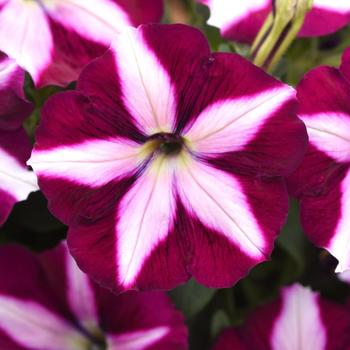 Petunia 'Balcannburs' 