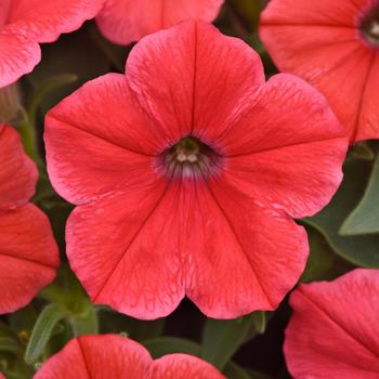 Petunia 'Balcanncorr' 