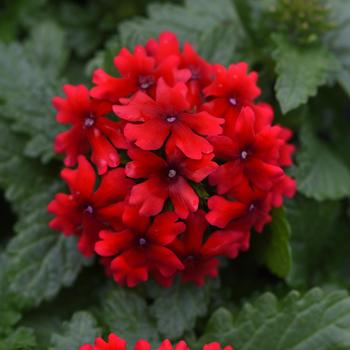 Verbena Beats™ Red