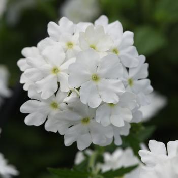 Verbena Beats™ White